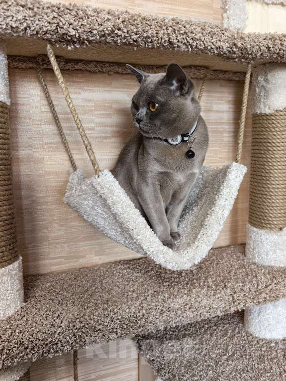 Кошки в Москве: Бурманские котята Девочка, 40 000 руб. - фото 5