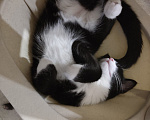 Кошки в Томске: Котик Семён Мальчик, Бесплатно - фото 8