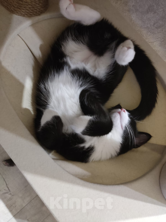 Кошки в Томске: Котик Семён Мальчик, Бесплатно - фото 8