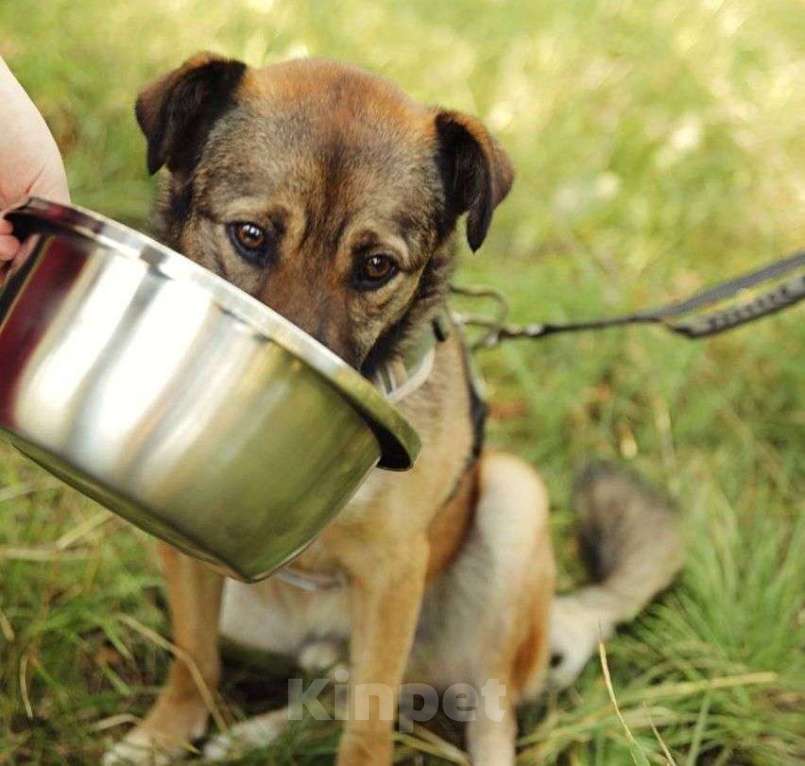 Собаки в Москве: Ищет дом Рыжик Мальчик, Бесплатно - фото 5