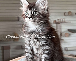 Кошки в Наро-Фоминске: Cleopatra. Female. MCO ns23 born June 14.2025 Девочка, 10 000 руб. - фото 1