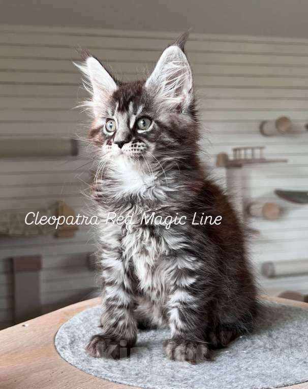 Кошки в Наро-Фоминске: Cleopatra. Female. MCO ns23 born June 14.2025 Девочка, 10 000 руб. - фото 1