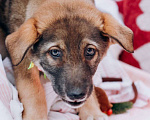Собаки в Мытищах: Щенок Борис ищет любящую семью Мальчик, Бесплатно - фото 8