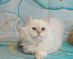 Кошки в Санкт-Петербурге: Нарядная британская кошечка Девочка, 60 000 руб. - фото 1