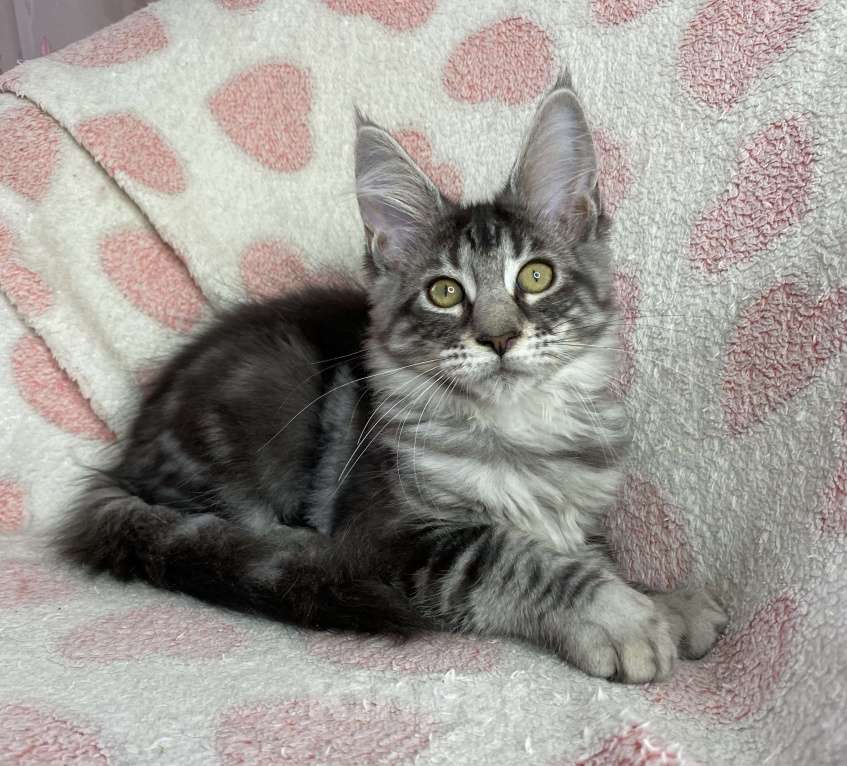 Кошки в Дмитрове: Черная серебристая мраморная девочка мейн кун Zaura Девочка, 25 000 руб. - фото 1