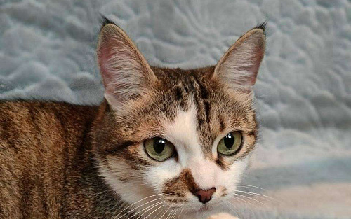 Кошка Скалли ищет дом!