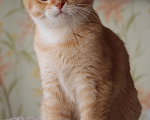 Кошки в Москве: Шотландские вислоухие котята Мальчик, 7 000 руб. - фото 1