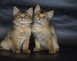 Кошки в Кургане: котята, 25 000 руб. - фото 3