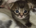 Кошки в Химках: Котенок в добрые руки Мальчик, Бесплатно - фото 2