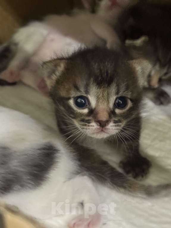 Кошки в Химках: Котенок в добрые руки Мальчик, Бесплатно - фото 2