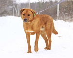 Собаки в Балашихе: Солнечный рыжий пёс Патат 3,5 года из приюта Мальчик, Бесплатно - фото 4