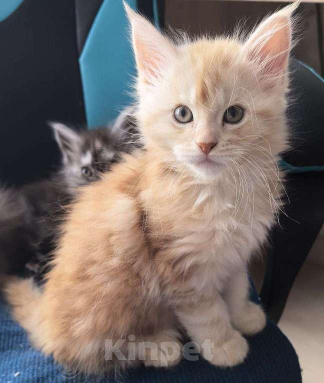 Кошки в Санкт-Петербурге: Мейн-кун котята Девочка, 12 000 руб. - фото 1