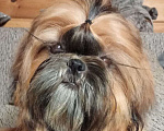 Собаки в Сергиеве Посаде: Щенок Ши-тцу из питомника. Девочка. Золотая продается Девочка, 65 000 руб. - фото 2