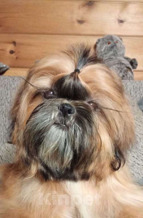 Собаки в Сергиеве Посаде: Щенок Ши-тцу из питомника. Девочка. Золотая продается Девочка, 65 000 руб. - фото 2