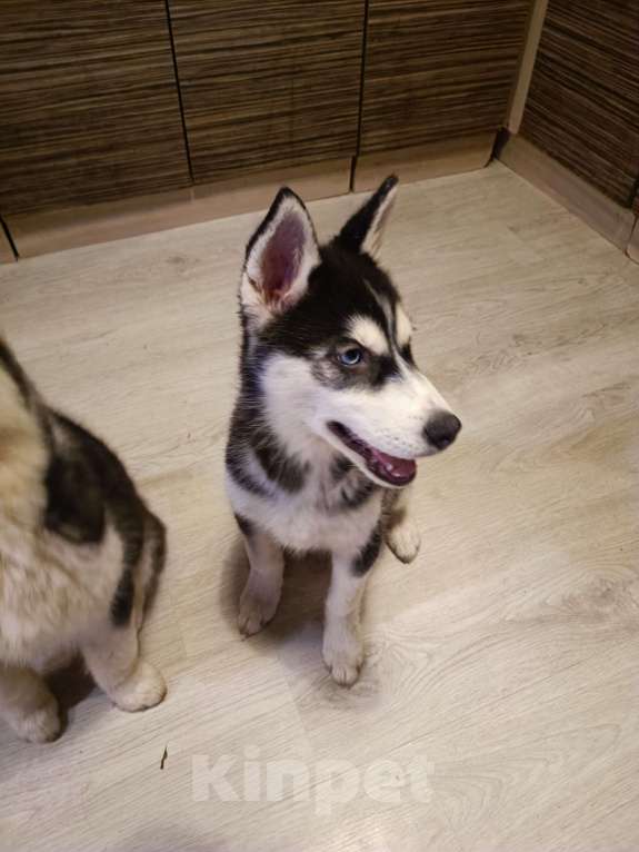 Собаки в других городах Ленинградской области: мини хаски Девочка, 15 000 руб. - фото 5