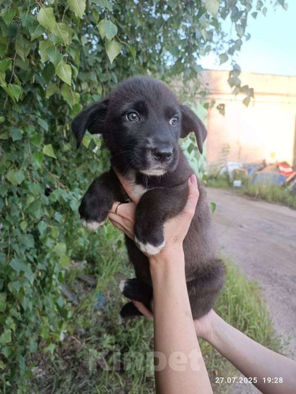 Собаки в Подольске: Щенок в добрые руки  Девочка, Бесплатно - фото 2