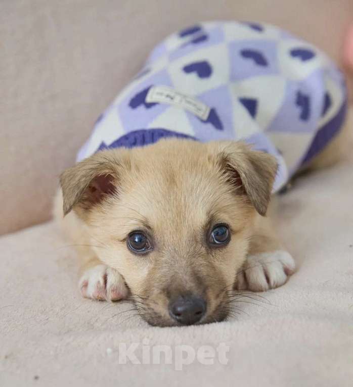 Собаки в Балашихе: Милый застенчивый Малыш  Мальчик, Бесплатно - фото 2