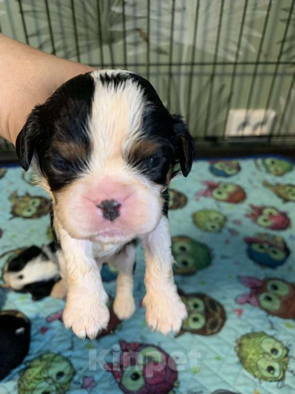 Собаки в Краснодаре: Мальчики  кавалер Кинг Чарльз триколор  Мальчик, 50 000 руб. - фото 4