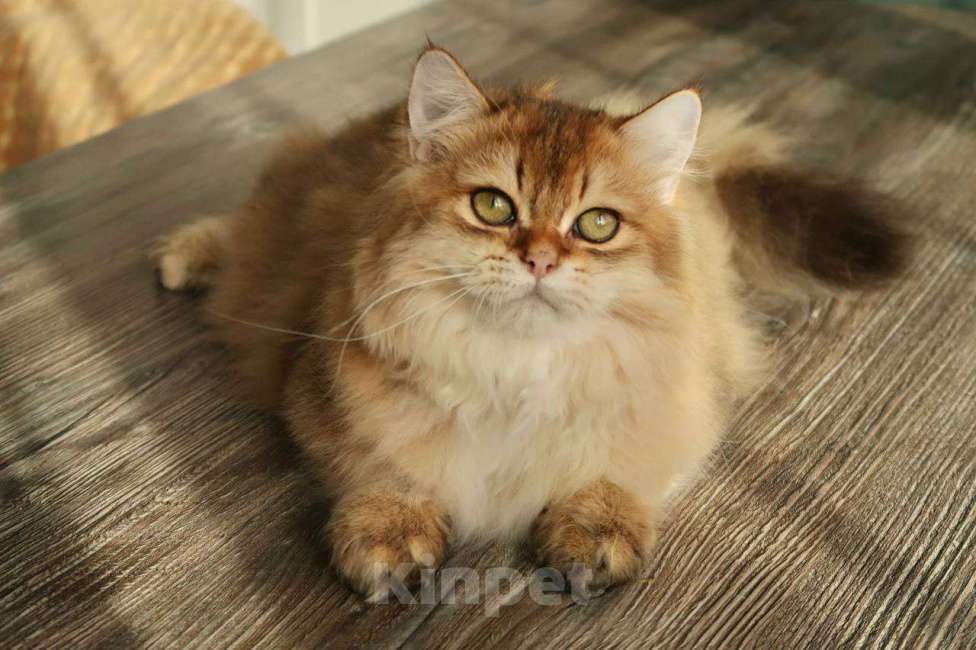 Кошки в Москве: Британский котенок Минхо Мальчик, 50 000 руб. - фото 9