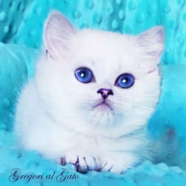 Кошки в Москве: Британские котята Серебристая шиншилла Мальчик, 65 000 руб. - фото 3