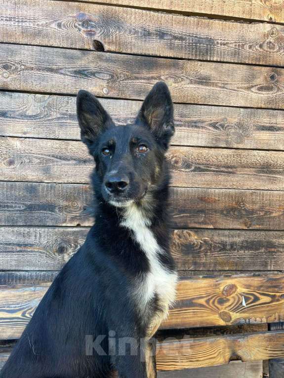 Собаки в Владимире: Ерофей в добрые руки Мальчик, Бесплатно - фото 3