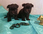 Собаки в Москве: Шоколадные щеночки йорка Мальчик, 25 000 руб. - фото 2