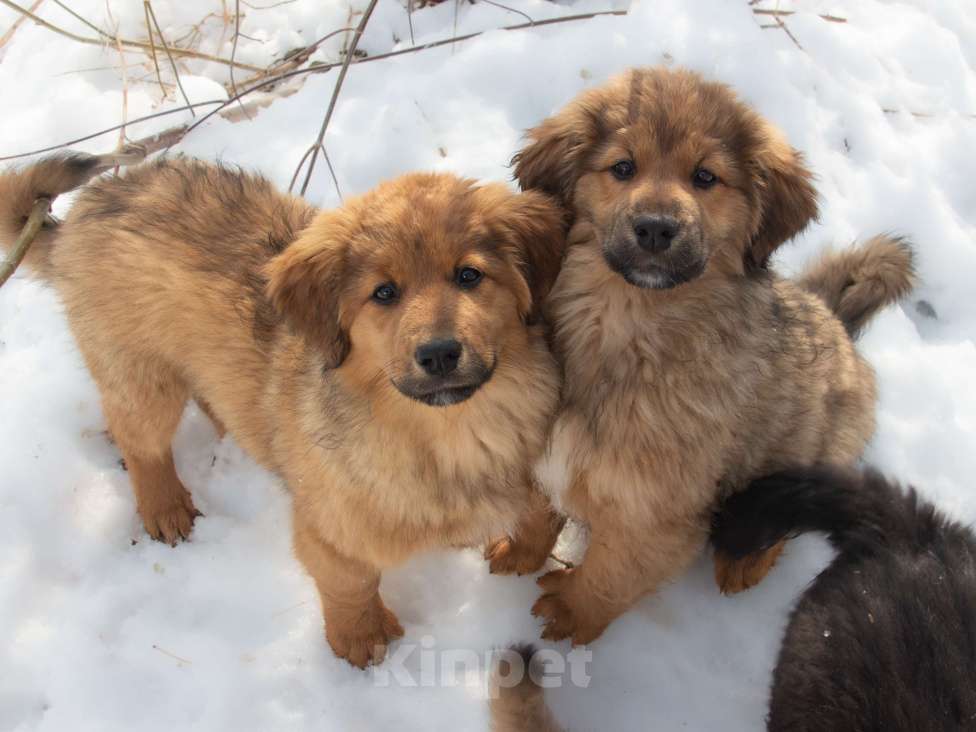 Собаки в Москве: Щенки Монгольского банхара Девочка, Бесплатно - фото 6