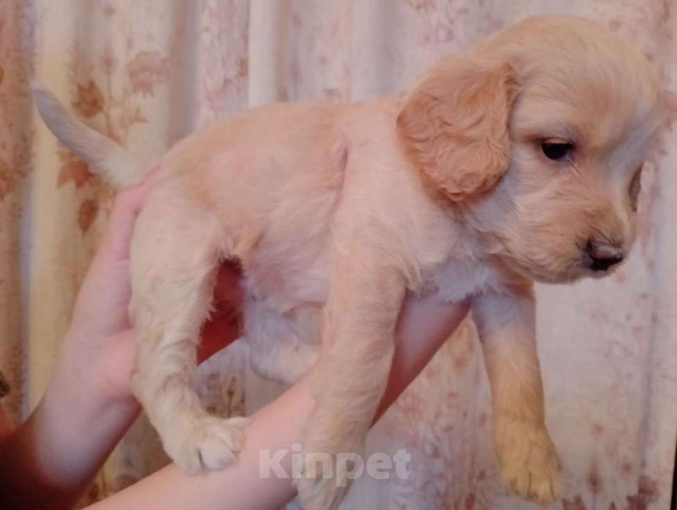 Собаки в Нижнем Новгороде: Щенки кокапу Мальчик, 25 000 руб. - фото 1