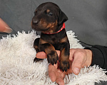 Собаки в других городах Краснодарского края: Щенки добермана Мальчик, 25 000 руб. - фото 9