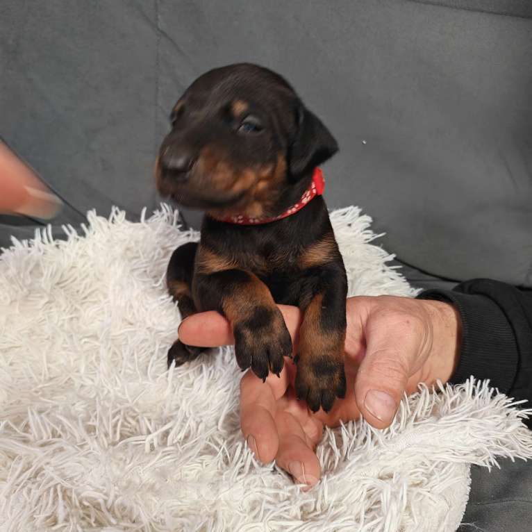 Собаки в других городах Краснодарского края: Щенки добермана Мальчик, 25 000 руб. - фото 9