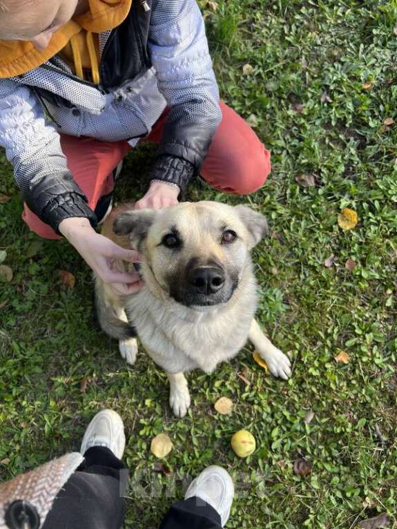 Собаки в Москве: Молодой небольшой чудесный пёсик Люмос в добрые руки Мальчик, 1 руб. - фото 2