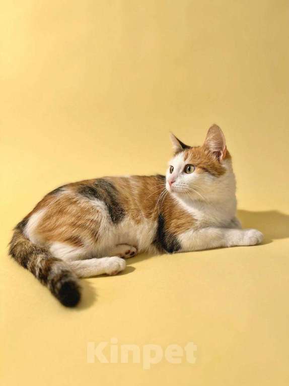 Кошки в Москве: Котенок Дофаминка ищет дом Девочка, Бесплатно - фото 2