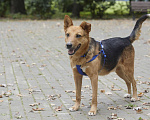 Собаки в Москве: Красавчик Лисенок ищет дом. Мальчик, Бесплатно - фото 9