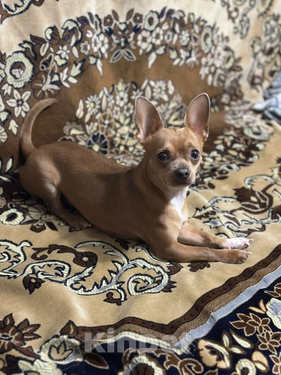 Собаки в Нижнем Новгороде: Продолжаем поиски! Пропала собака породы Чихуахуа Мальчик, Бесплатно - фото 4