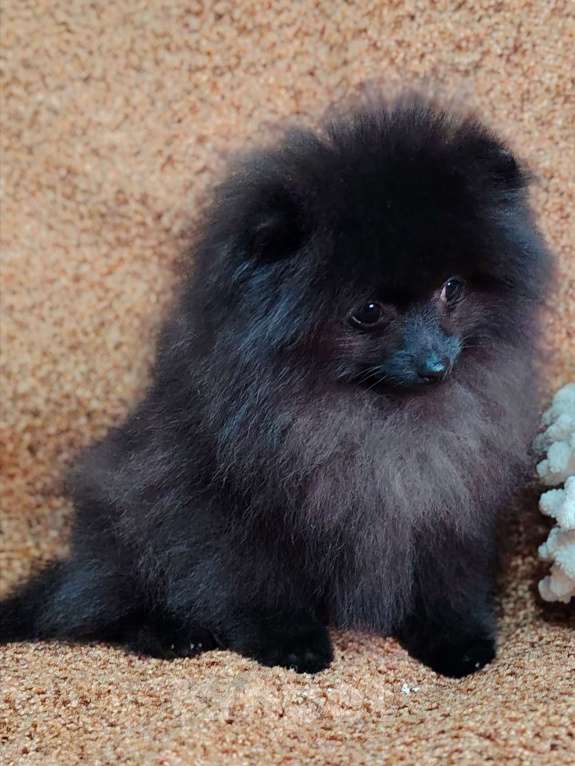 Собаки в других городах Московской области: Щенок померанский шпиц Мальчик, 70 000 руб. - фото 5