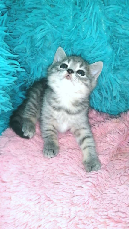 Кошки в Москве: Шотландские котята Девочка, 8 000 руб. - фото 9