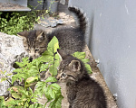 Кошки в Санкт-Петербурге: Котята со складов Мальчик, Бесплатно - фото 2