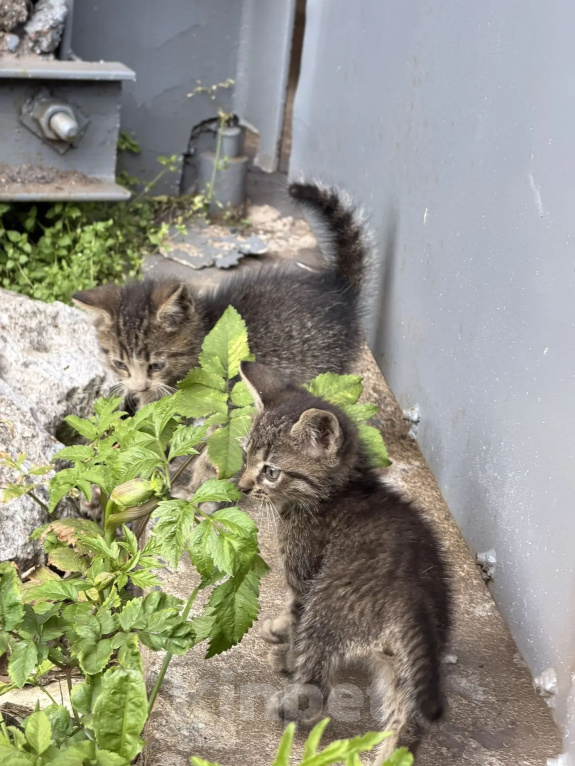 Кошки в Санкт-Петербурге: Котята со складов Мальчик, Бесплатно - фото 2