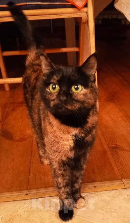 Кошки в Казани: Кошечку в добрые руки! Срочно! 🙏 Девочка, Бесплатно - фото 1