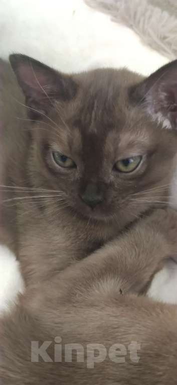 Кошки в Сланце: Котята европейской бурмы Девочка, 29 000 руб. - фото 6