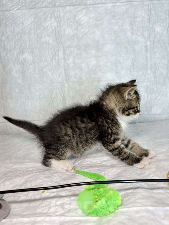 Кошки в Санкт-Петербурге: Котенок 1 месяц Бьёрн Мальчик, Бесплатно - фото 2