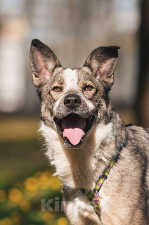 Собаки в Москве: Обаятельный и привлекательный Джаз ищет семью, которую будет бесконечно любить! Мальчик, Бесплатно - фото 3