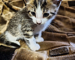 Кошки в Санкт-Петербурге: котята на развес Разнополые, Бесплатно - фото 2