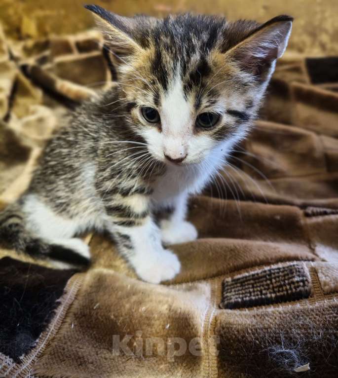 Кошки в Санкт-Петербурге: котята на развес Разнополые, Бесплатно - фото 2