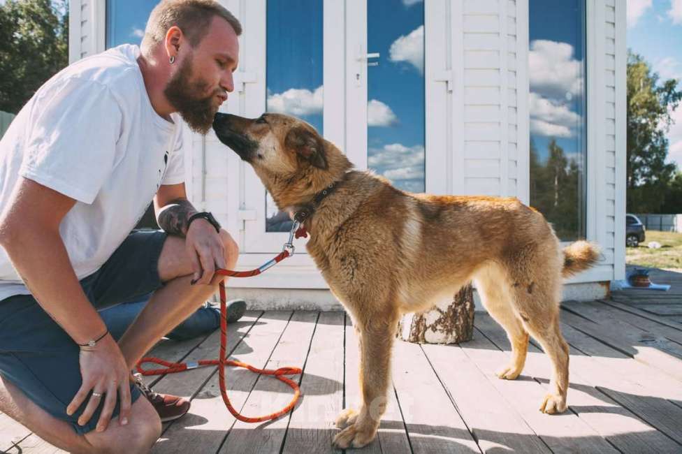 Собаки в Москве: Джемма. Радостная собака Девочка, Бесплатно - фото 3