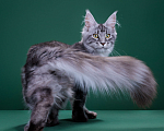 Кошки в Красногорске: Котенок  Девочка, Бесплатно - фото 1