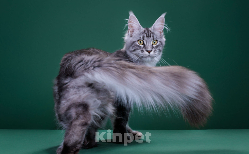 Кошки в Красногорске: Котенок  Девочка, Бесплатно - фото 1
