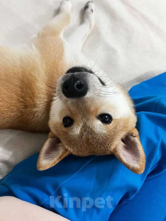 Собаки в Москве: Девочка Сиба-Ину Девочка, 15 000 руб. - фото 3