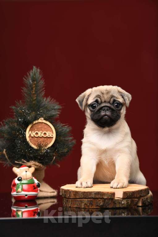 Собаки в Брянске: Питомник Академи оф Лайф предлагает щенков мопса от прекрасной титулованной родительской пары Девочка, 65 000 руб. - фото 1