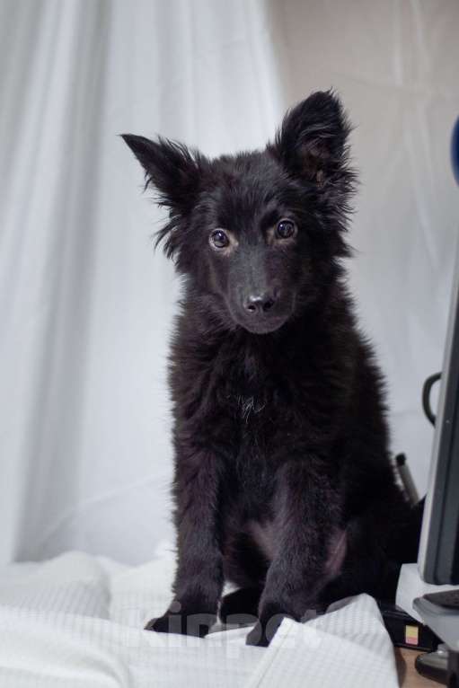 Собаки в Ногинске: Ищет дом маленький лисенок с обворожительным взглядом! Мальчик, Бесплатно - фото 4